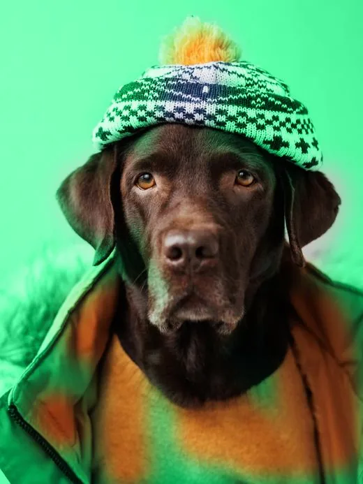 Rex